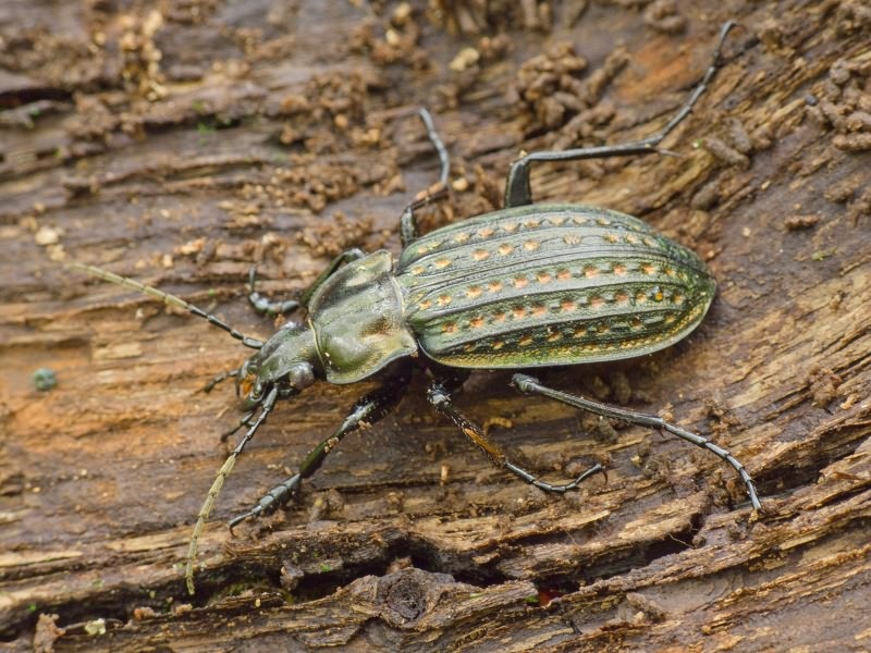 clatratus Linnaeus, 1761